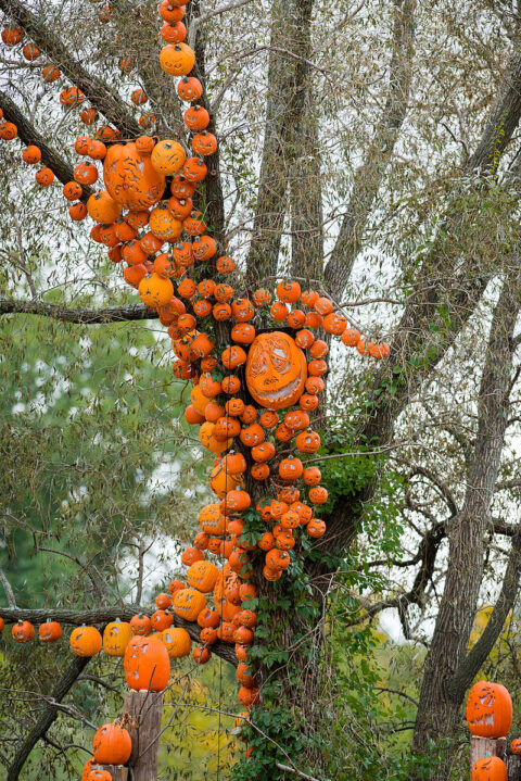 You Are Invited to The SMR ACA Fall Festival & Halloween Harvest Extravaganza!